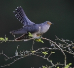 Male Cuckoo