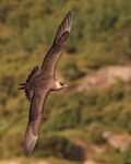 Arctic Skua executes fast turn, Norway