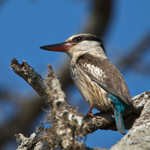 Striped Kingfisher perched in a tree