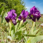 Gargano portfolio