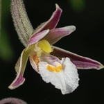 Marsh Helleborine (Epipactis palustris)