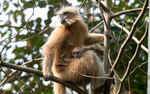 Golden Langur