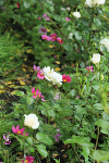 IMGL5493_2