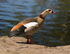 Egyptian Goose