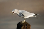 Common Gull