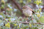 Karoo Prinia, head-on view, Simon's Town, South Africa