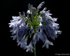 Agapanthus (05)