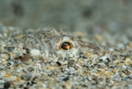 Echiichthys vipera