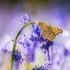 Speckled Wood