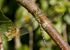 Southern Hawker Dragonfly, Cheshire