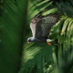 Snail Kite (male) hunting, Panama