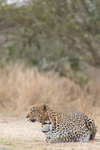 Hunting leopard in Kruger