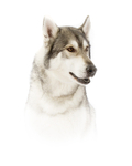 Husky
