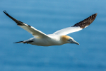 Gannet