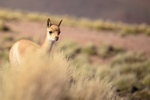 Young Vicuna behind grass tussock, Laguna Miscanti, Chile