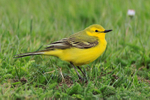 Yellow Wagtail (male) in the grass at Farmoor Reservoir