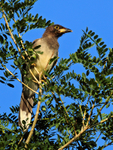Brown Jay portfolio
