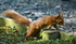 red squirrel northumberland: "you little thief..."