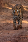 Male Tiger walking on track, Panna Reserve, Madhyra Pradesh, India