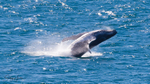 Whale Breach 3