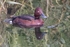 Ferruginous Duck.