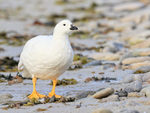 Kelp Goose (male) close view, Carcass Island, Falklands