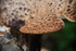 ACP_3375-1_Dryads_Saddle_Fungus