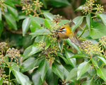 Firecrest portfolio