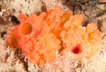 Oscarella sp.
