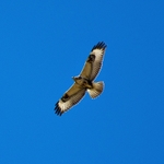 Steppe Eagle (aquila nipalensis), Mongolia
