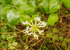 Lonicera periclymenum