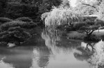 Japanese Garden (Seattle)