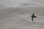 Atlantic Puffin flying over sea, viewed from above, Bempton Cliffs
