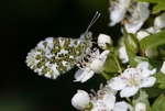Orange Tip, Female