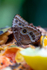 Blue morpho Butterfly Morpho peleides butterfly-5415