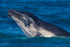 Humpback Calf head-lunge 6. 0A3A9451