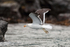 Kelp Gull flies past close, Chanaral Island, Chile