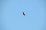 Griffon Vulture