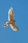 Female Kestrel
