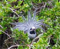 Yellow Crowned Night Heron _0013