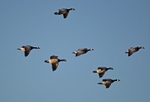 Barnacle Geese