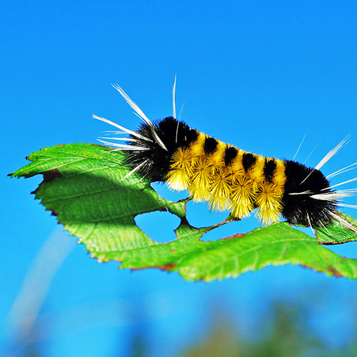The Spotted Tussock Moth(Lophocampa maculata) is a moth of the Arctiidae family. It can be found across southern Cana…