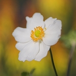 Japanese Anemone