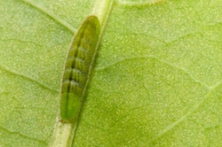 Large Copper Larvae