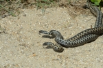 Dancing  Adders 