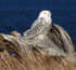 Snowy Owl 2011-1