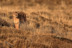 Puma Rupestre, late afternoon sun, Torres del Paine, Chile