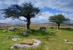 Dartmoor