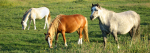 Newborough Warren ponies