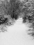 Soft Snow Portrait